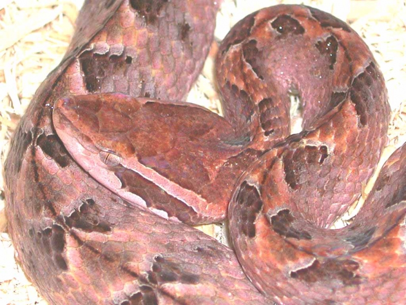 Malayan Pit Viper