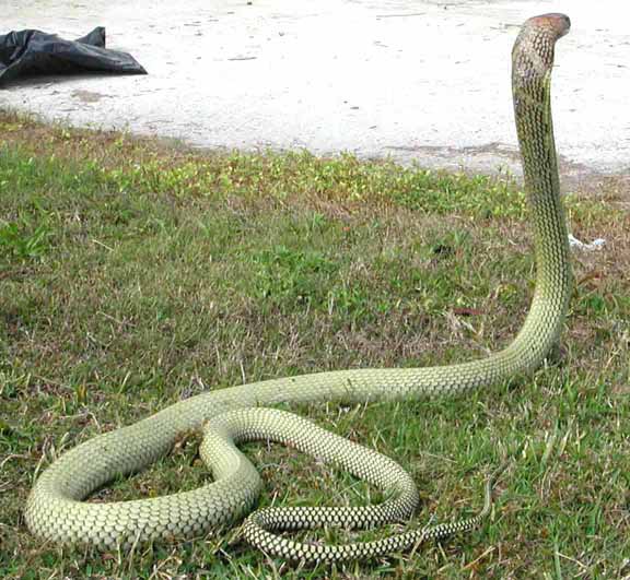 Malaysian King Cobra