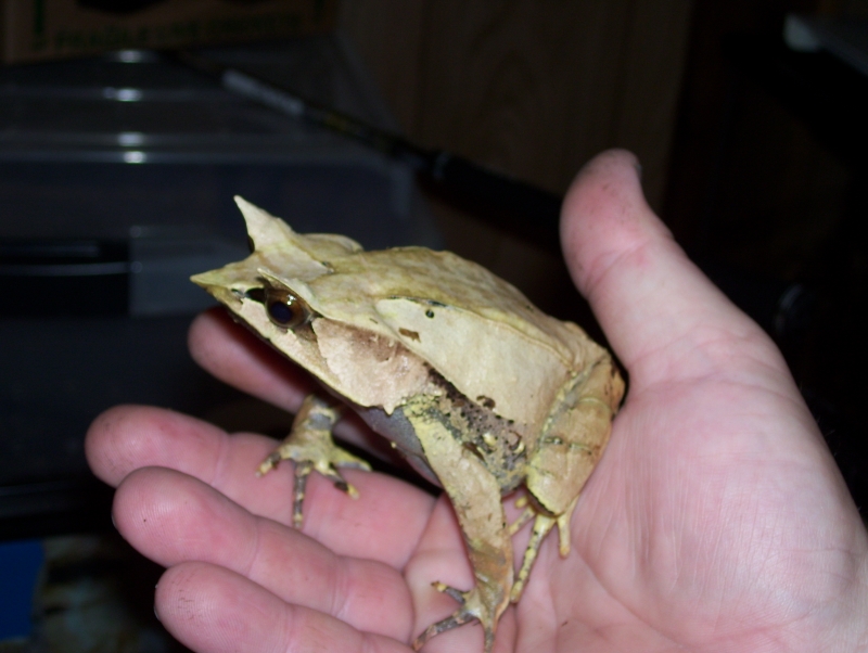malaysian leaf frog, male
