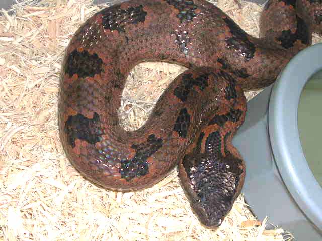 Malaysian Mountain Viper