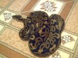 male 100% het for albino