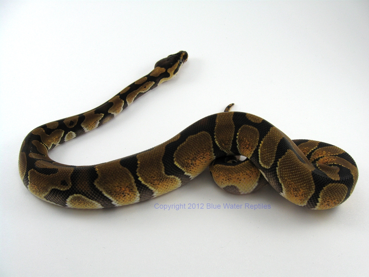 Male 2012 Enchi