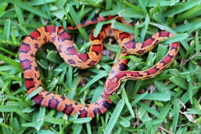Male Abbott Okeetee from South Mountain