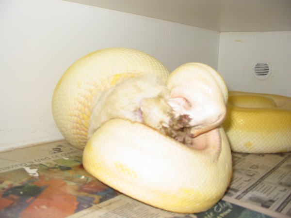 Male Albino Green 2