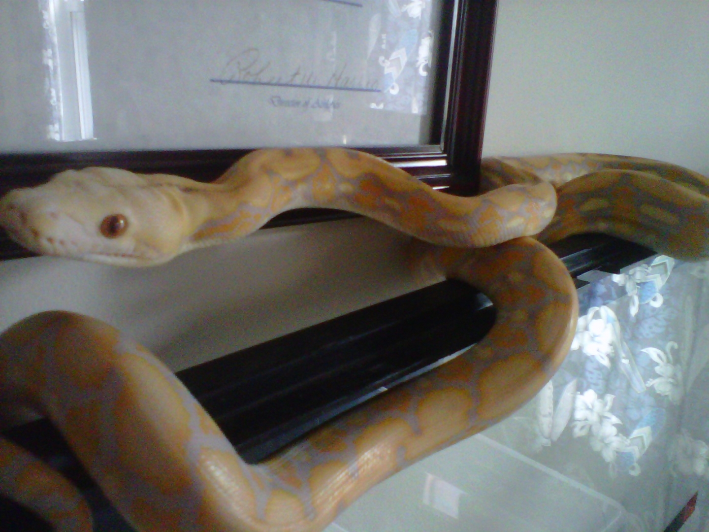 Male albino  Purple Tiger Retic