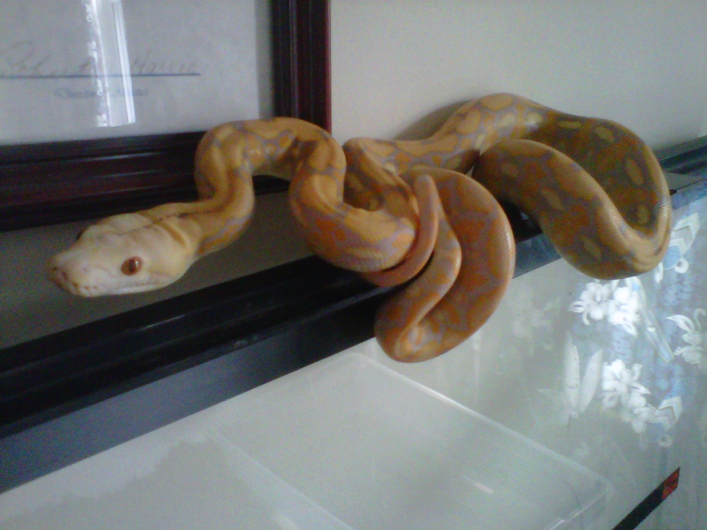 Male albino  Purple Tiger Retic