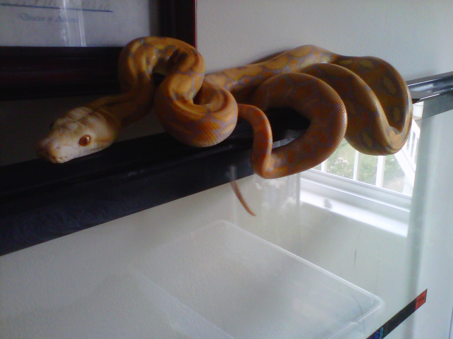 Male albino  Purple Tiger Retic