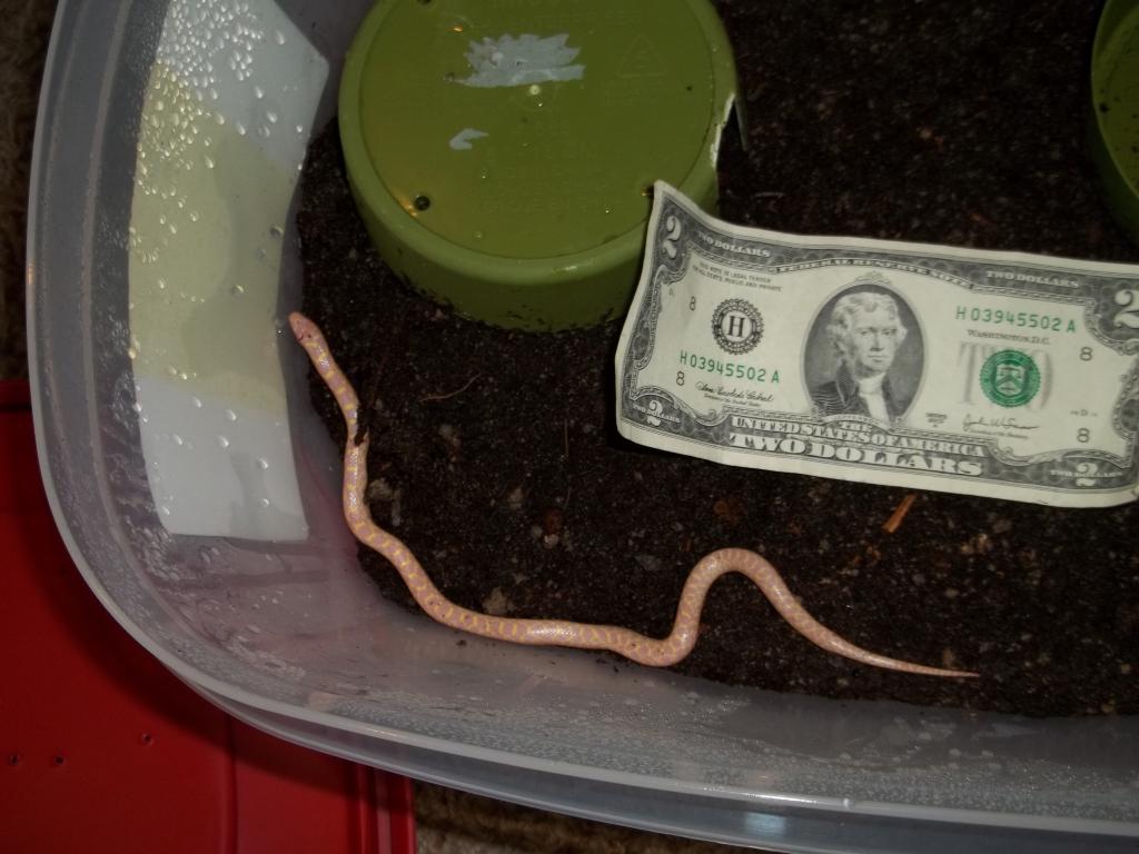 Male Albino Speckled King