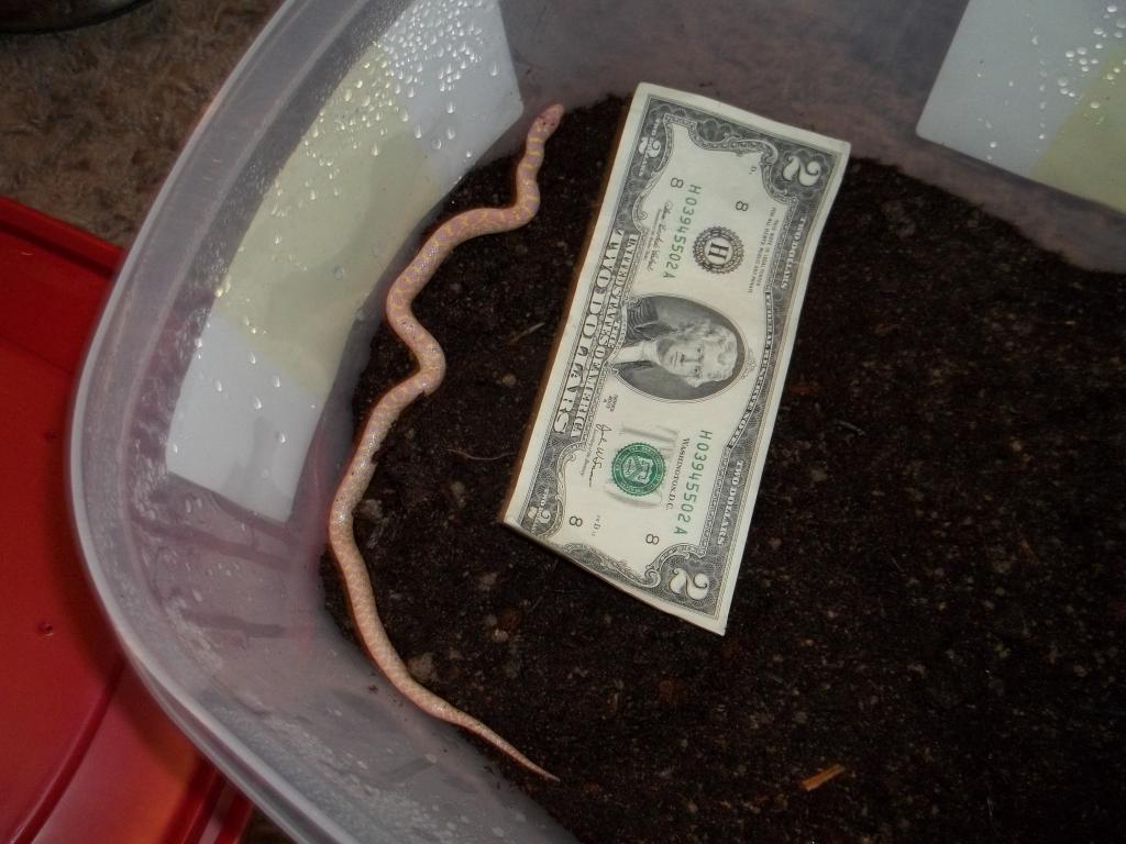 Male Albino Speckled King