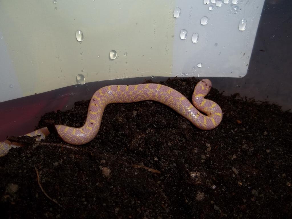 Male Albino Speckled King