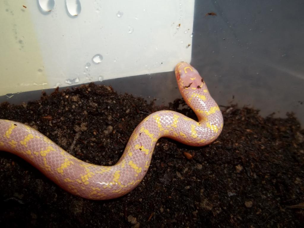Male Albino Speckled King