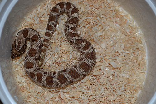 Male Anaconda Hognose 100% Het Albino