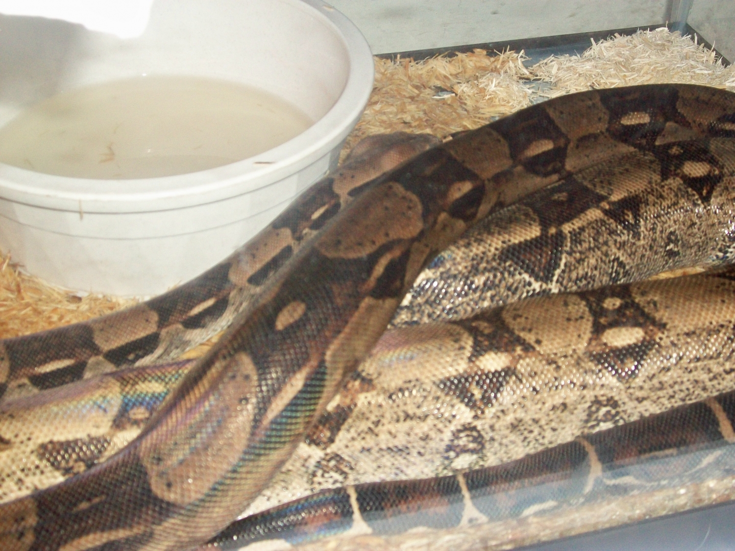 male and female 100% het for albino