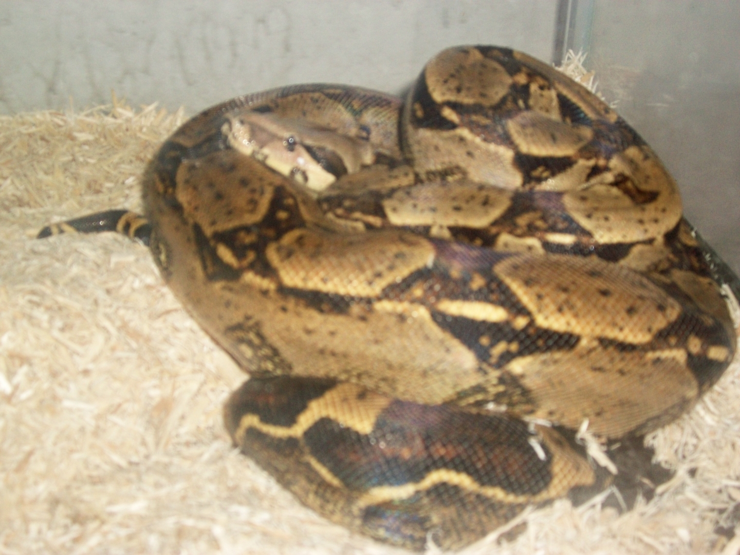male and female 100% het for albino