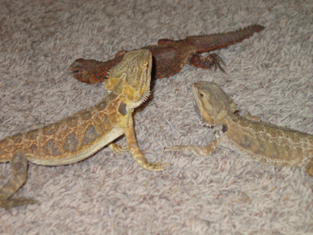 male and female dragons with female uro