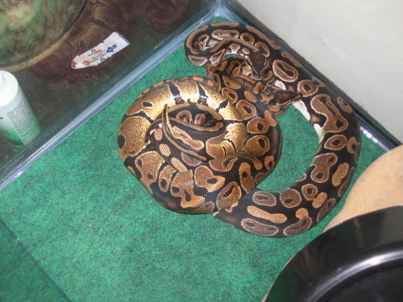 Male and Female mating.... I disturbed them
