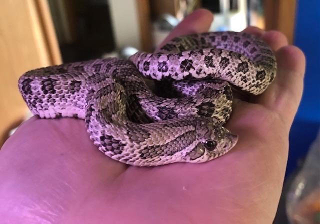 Male Axanthic