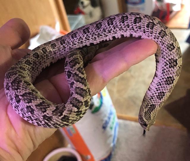 Male Axanthic