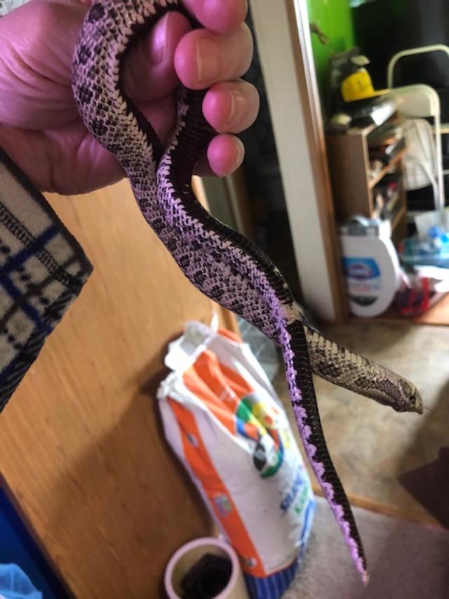 Male Axanthic