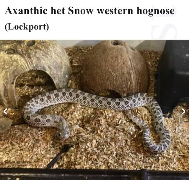 Male Axanthic