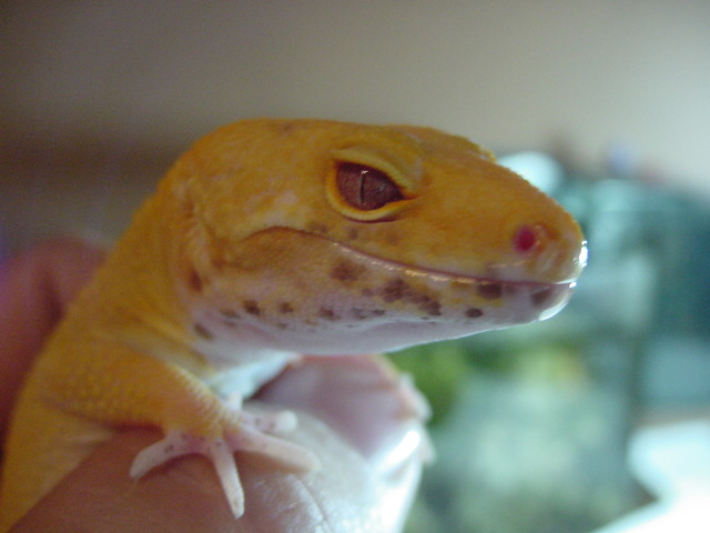 male bell head shot