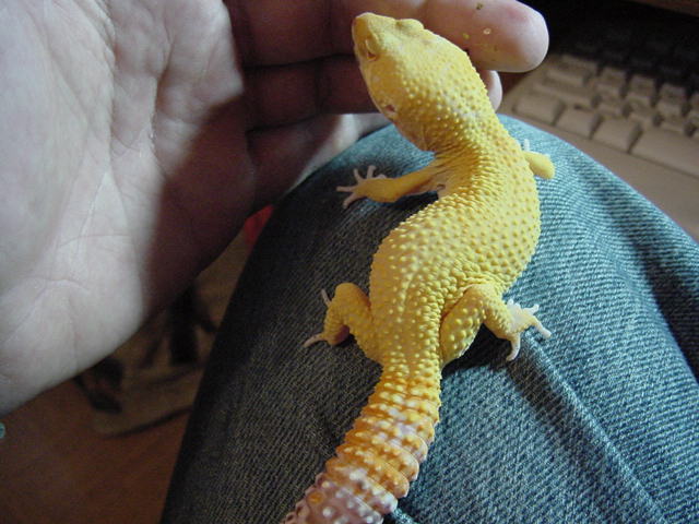 male bell super hybino