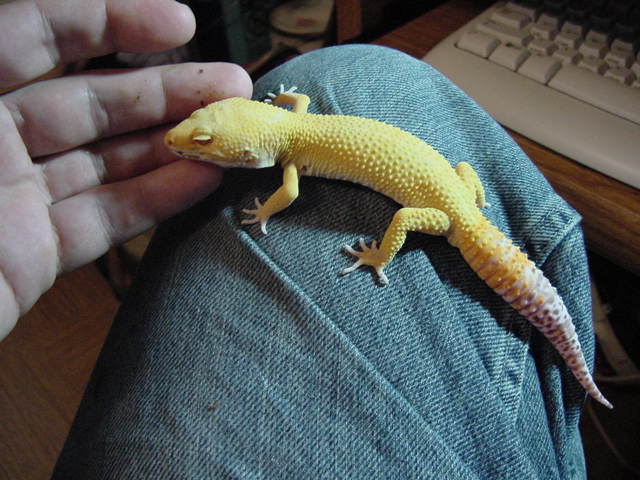 male bell