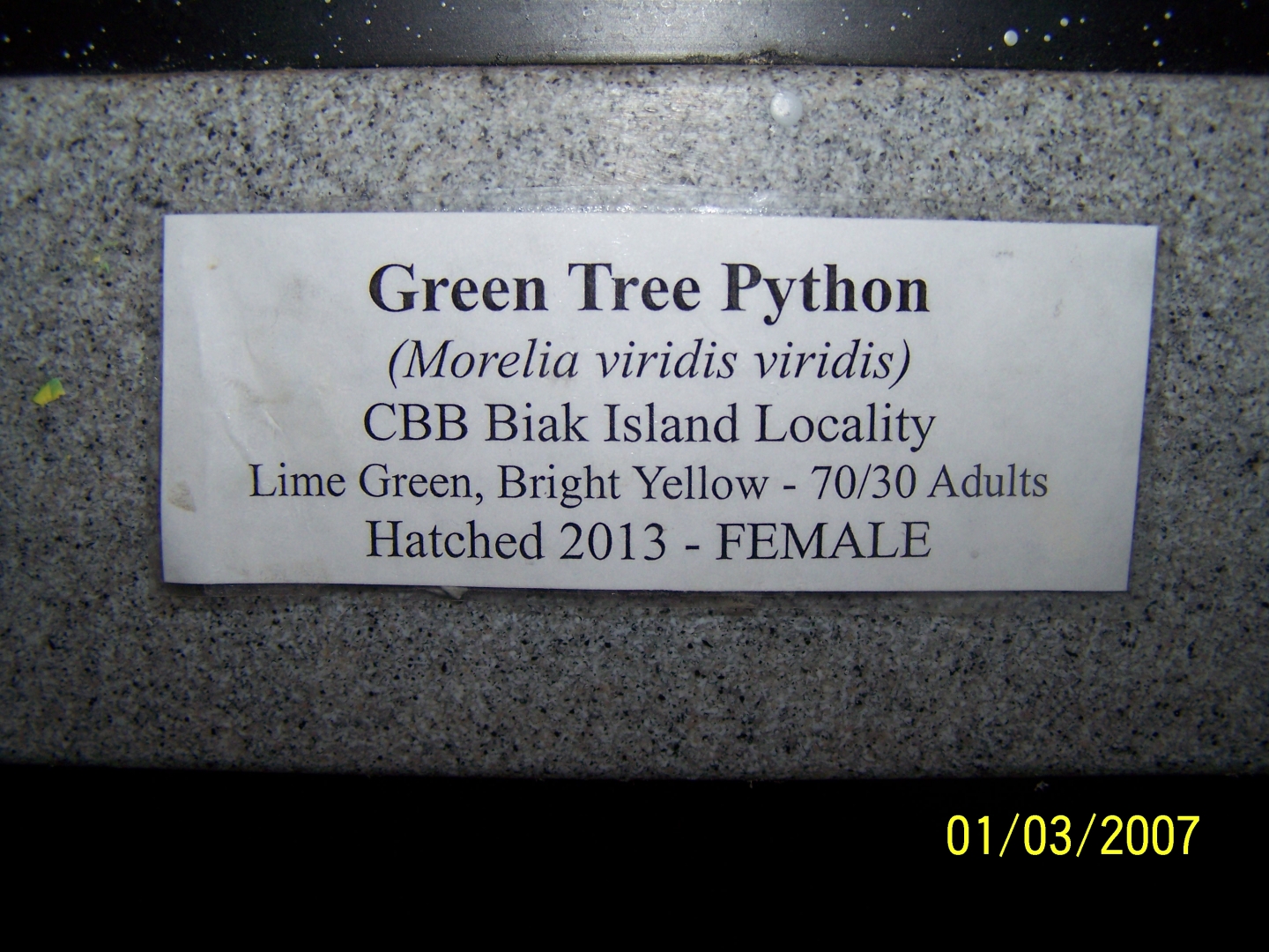 Male Biak 4-12-15