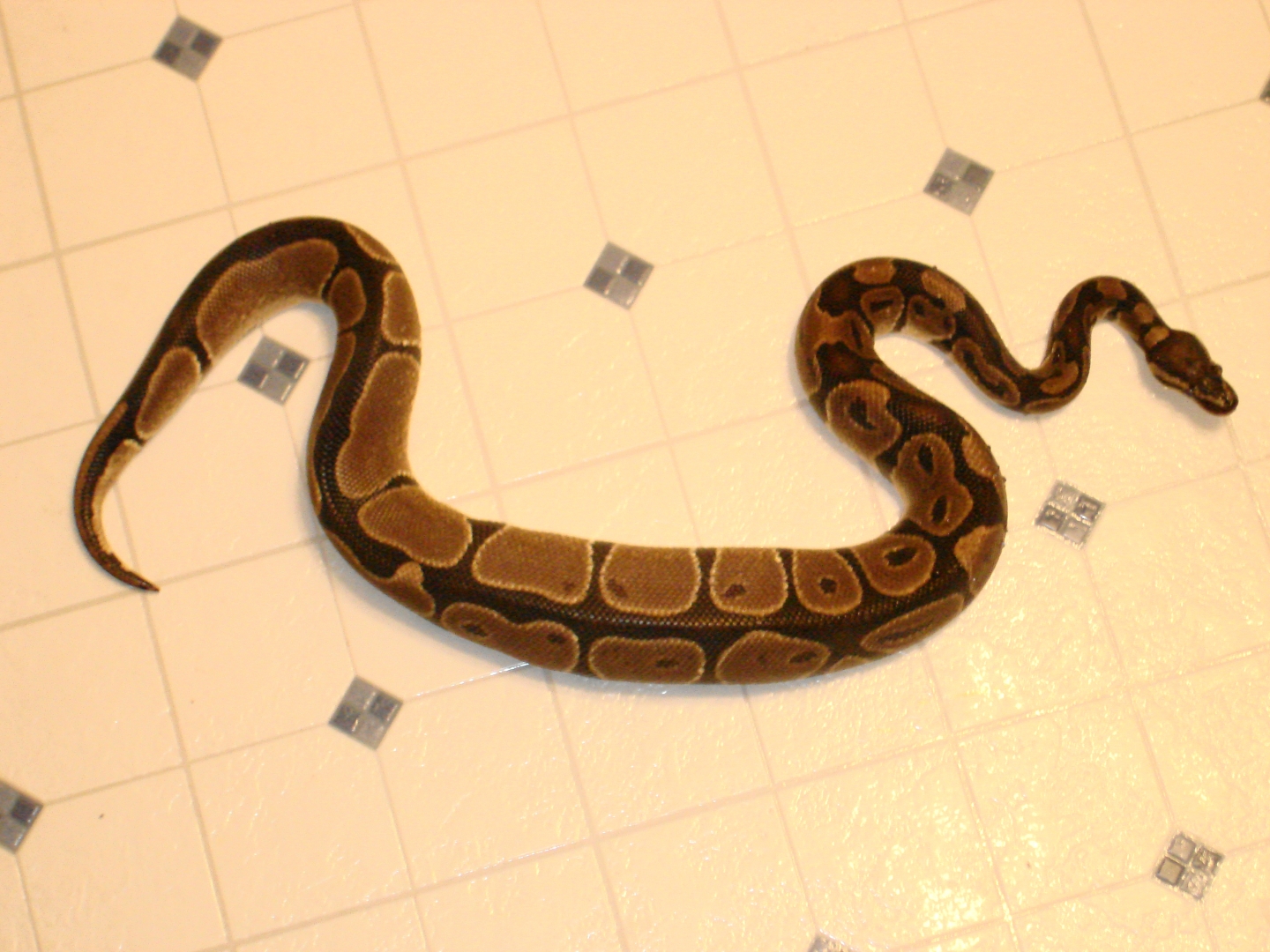Male Black stripe ball
