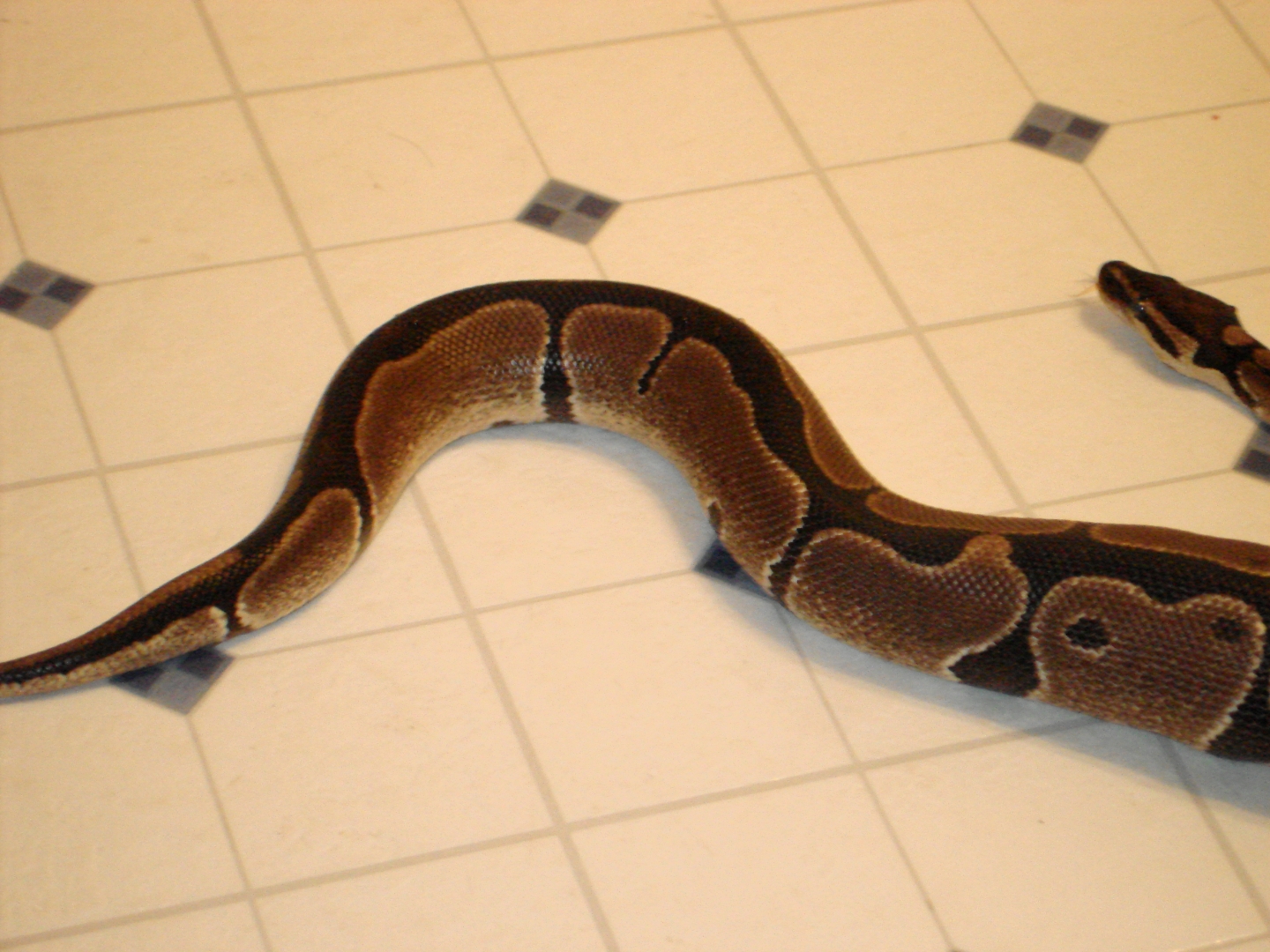 Male Black stripe ball