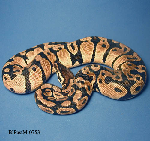 Male Blonde Pastel
