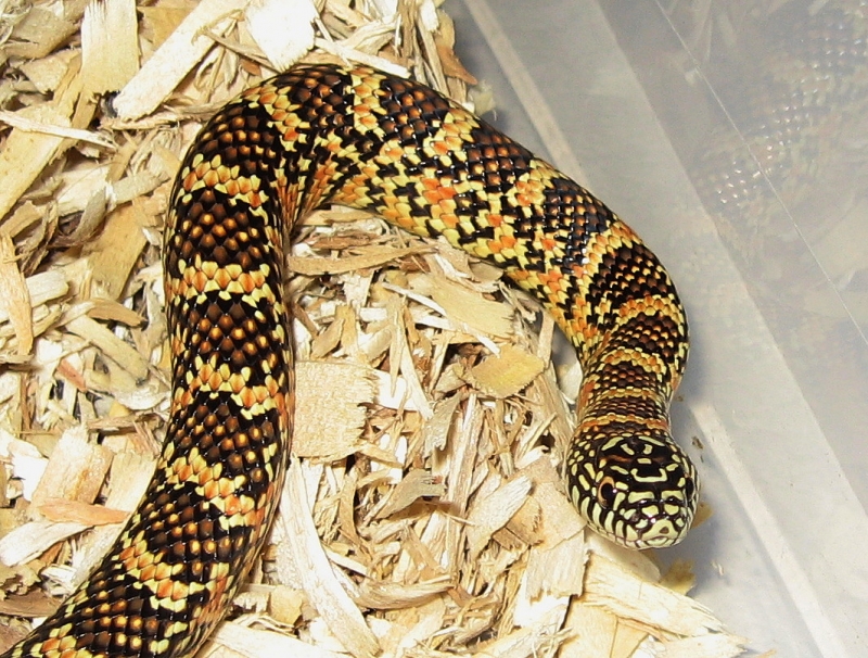 male brooksi
