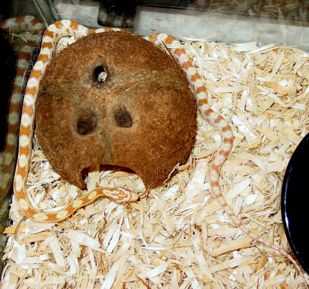 Male Butter Pic #2
