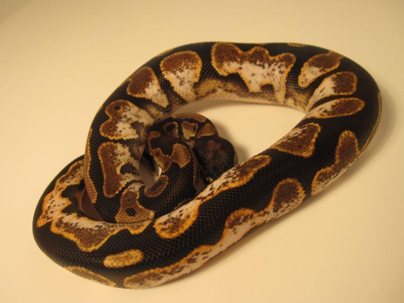 male calico