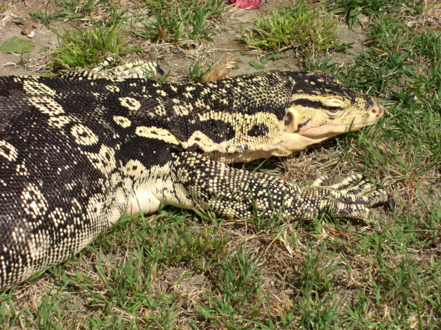 Male Captive Bred Salvator