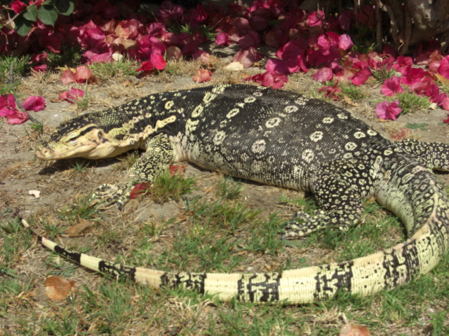Male Captive Bred Salvator