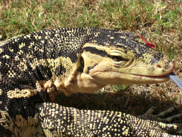 Male Captive Bred Salvator
