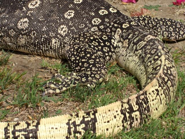 Male Captive Bred Salvator