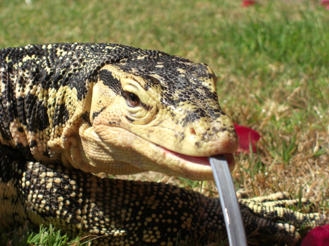 Male Captive Bred Salvator