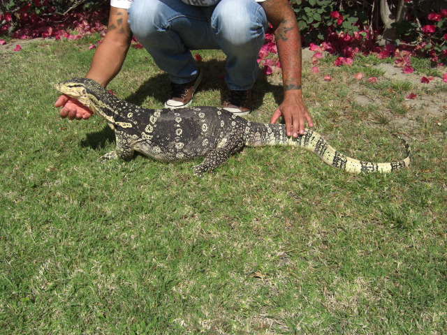 Male Captive Bred Salvator