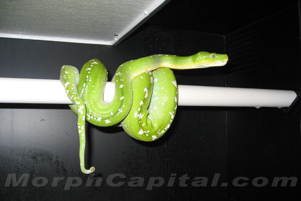 Male Chondro