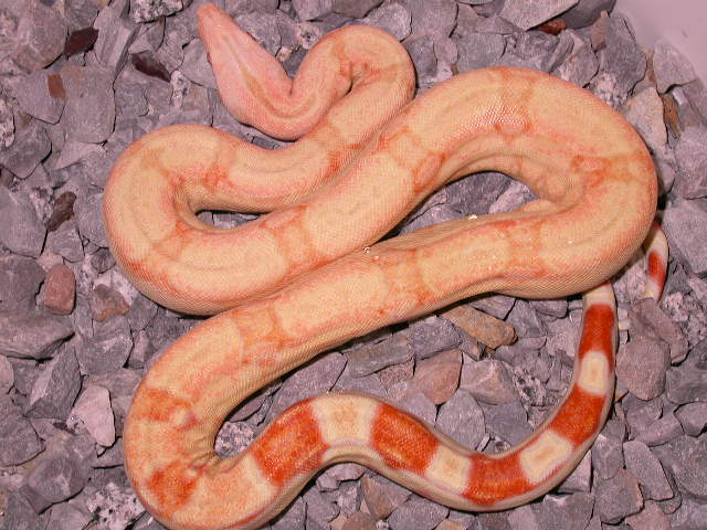MALE CORAL ALBINO