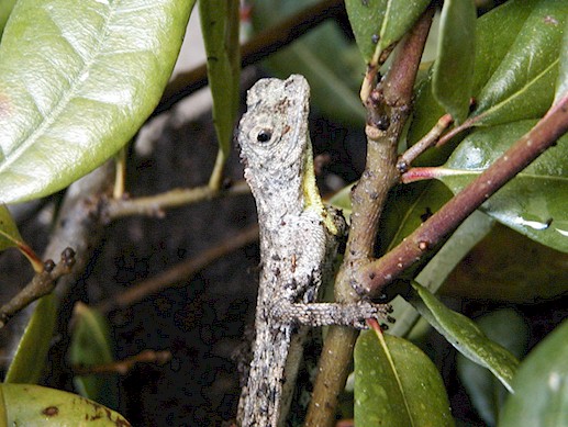 Male Draco volans