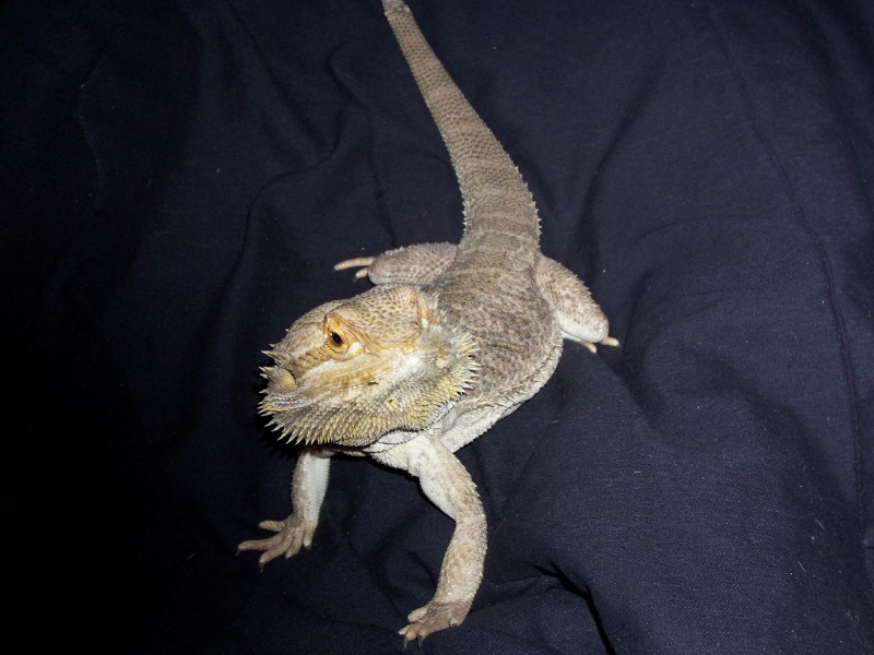 male dragon