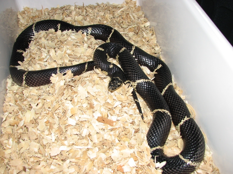 Male eastern king