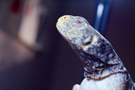 Male Egyptian Uromastyx