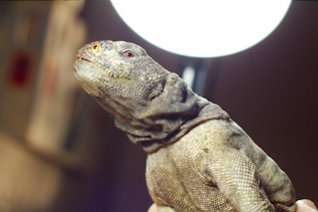 Male Egyptian Uromastyx