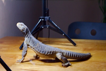 Male Egyptian Uromastyx