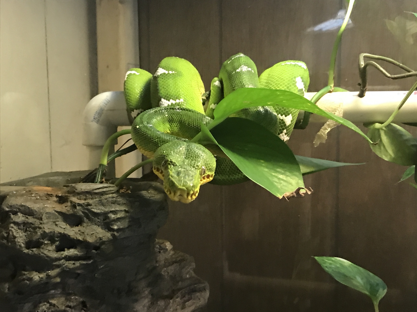 Male etb