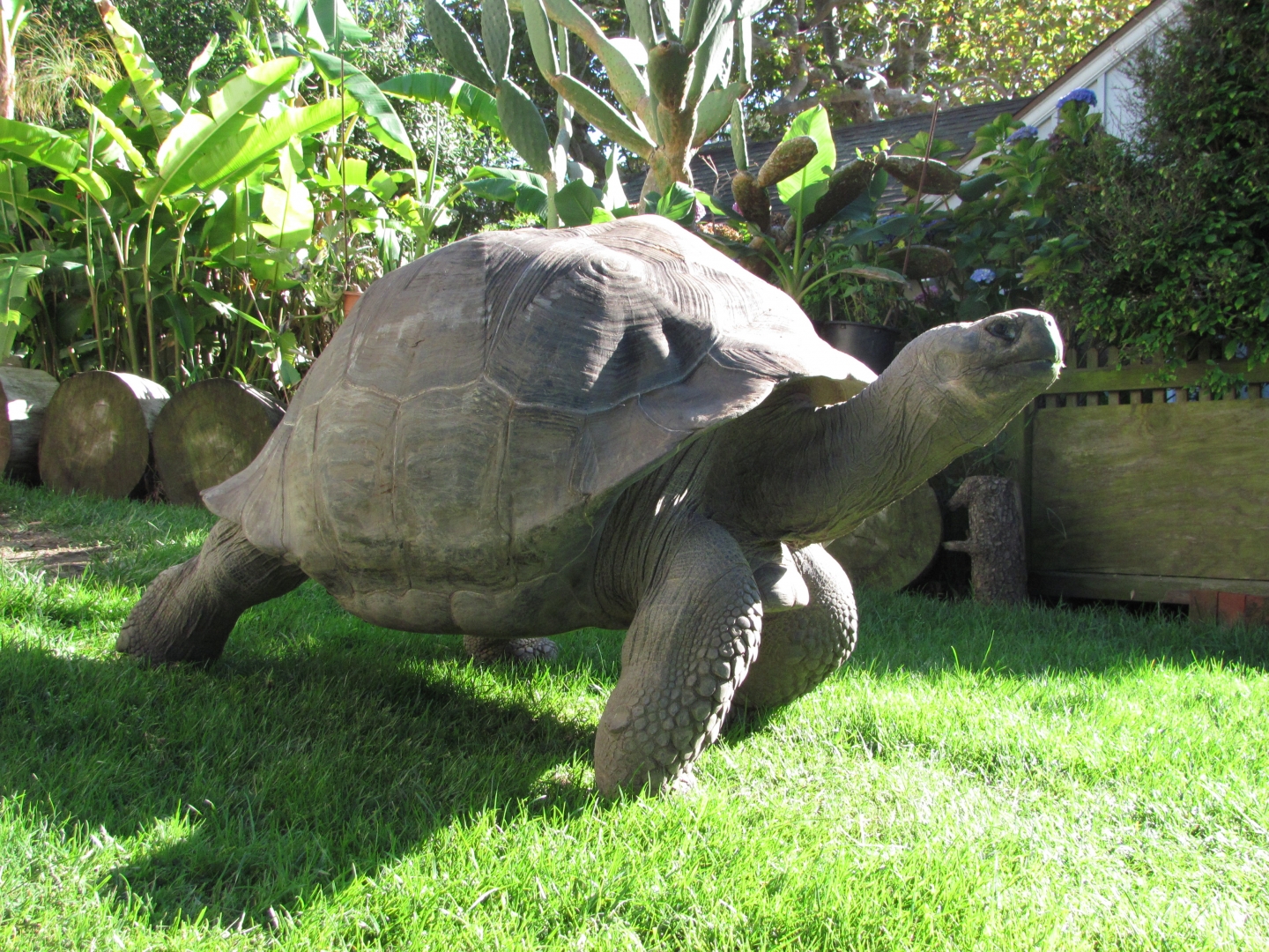 Male Galapagos Tortoise